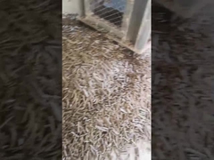 Pirinç Kabuğu Dikey Pelet Değirmeni 5Ton / H Biyokütle Halkalı Paketleme Makinası ile Pelet Makinesi